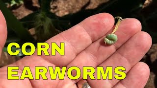 CONTROLLING EARWORMS IN SWEET CORN [upl. by Ezra]