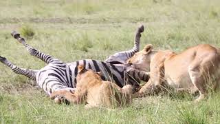 Primal Feast Lionesses and Cub on the Hunt [upl. by Ydnys]