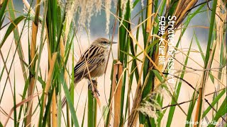 Striated Grassbird [upl. by Chuch]