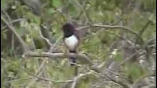 RufousSided Towhee calling [upl. by Myna]