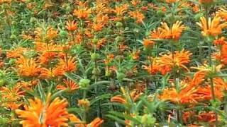 Leonotis leonurus  Lions Tail [upl. by Lipfert]