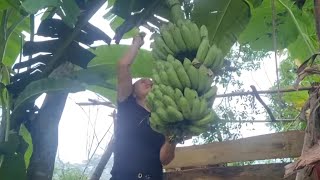 FULL VIDEO 35 days of harvesting water spinach and bananas for sale at the market  Triệu Thị Mụi [upl. by Vidovic]