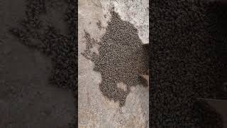 capturing a wild swarm of africanized honey bees [upl. by Levinson880]