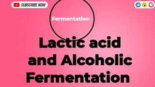 Fermentation Lactic acid Fermentation and Alcoholic Fermentation education biology fermentation [upl. by Honeyman]