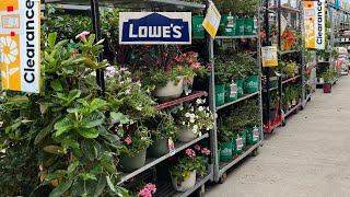 Shopping at LOWES for CLEARANCE Perennial Plants [upl. by Ybsorc]