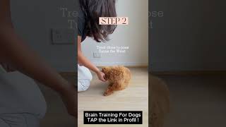 Brain dog training techniques [upl. by Nrev]