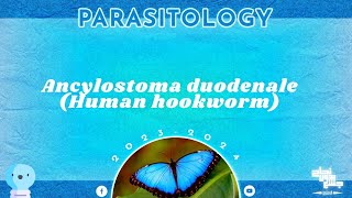 L6 Part 2 Ancylostoma duodenale Parasitology [upl. by Novikoff]