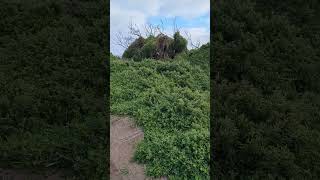 Cape Woolamai Victoria Australia rockycliff beach sand travel hike coast sea ASMR relax [upl. by Atteynad565]