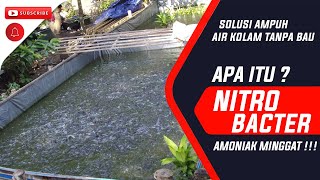 🤔 Apa Itu NITROBACTER amp NITROSOMONAS  Bakteri Pengurai Amoniak [upl. by Ainaznat]