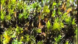 Moss growing Time Lapse [upl. by Akinnor]