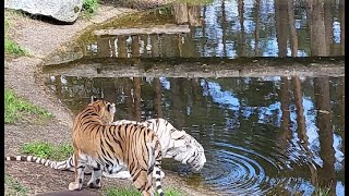 Fantastico Safari Fotografico al Serengeti Park di Hodenhagen Germania [upl. by Yrram]