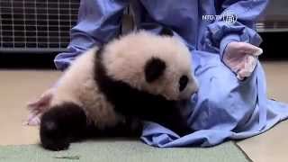 New Born Panda Cub Learning to Walk at San Diego Zoo [upl. by Ecnarepmet241]