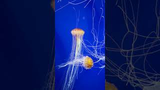 Japanese Sea Nettle Chrysaora Pacifica [upl. by Yenaled]