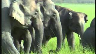 Gajraj Ecology of Asian Elephants at the Jim Corbett National Park Uttarakhand India [upl. by Igig920]