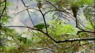 Bluewinged Parrotlet  Forpus xanthopterygius  Aves Putumayo [upl. by Fayth]