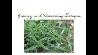 Growing and Harvesting Tarragon [upl. by Rexford265]