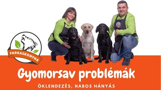 Gyomorsav problémák kutyáknál öklendezés habos hányás [upl. by Tibbetts115]