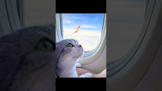 First time on the plane ✈️🐈cute cat plane tour [upl. by Azile]