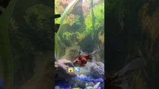 🐠New angelfish 🐟angelfish aquarium fish goldfish [upl. by Ardnola]