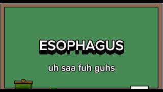 ESOPHAGUS PRONUNCIATION [upl. by Carbo]