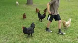 About Black Langshan chickens  hens for pets in backyard flocks [upl. by Fisher894]