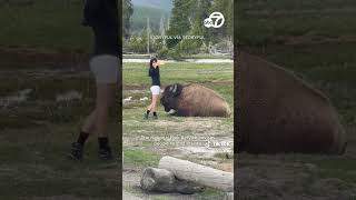 Despite warnings woman approaches bison for selfie in Yellowstone [upl. by Anaiuq]