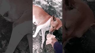 hindisong love doglover lovelydog youtubeshorts video trading dogstatusvideo [upl. by Adrien]