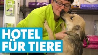 Im Tierhotel werden Hund und Katze verwöhnt [upl. by Rebmik]