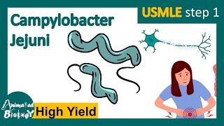 Campylobacter jejuni  Pathology  Campylobacter jejuni and Guillain Barre syndrome  USMLE [upl. by Paluas]