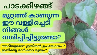 270  പാടത്താളിയുടെ ഔഷധ ഗുണങ്ങൾ  ഉപയോഗങ്ങൾ  ആയുർവേദം [upl. by Mosenthal817]