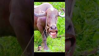 cow animals funny comedy bull cowsound buffalocomedy comedyfilms funnybuffalo comedymovie [upl. by Ahens]