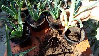 How to grow aloe vera from cutting Aloe arborescens [upl. by Ylremik]