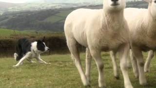 Beautiful Sheepdogs  Border Collie  Collies  in training [upl. by Fisa]