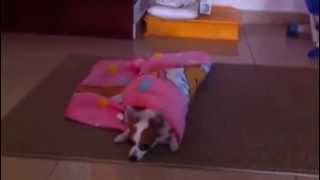 Dog Tricks Dog Cover Her Self With Blanket [upl. by Eppillihp]