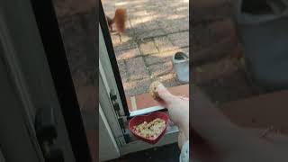 Zwar kein aktuelles Video aber sein abszess ist geplatzt 🥰eine wunde ist aber zu sehen squirrel [upl. by Schifra]