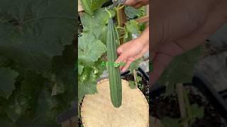 Ridge gourd garden harvest asmr gardening gardeningharvest vegetables fyp [upl. by Cigam]