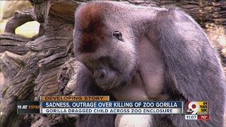 Sadness outrage over killing of zoo gorilla [upl. by Leunas341]