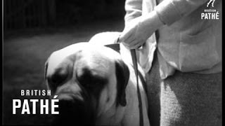 Masterful Mastiffs 1931 [upl. by Ulberto]