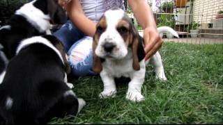 Basset Hound Puppies in HD  4 weeks old  part 1 [upl. by Caton]