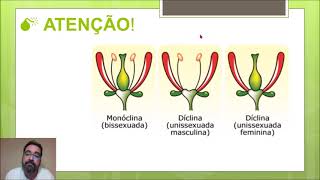 MORFOLOGIA DA FLOR [upl. by Fayette]