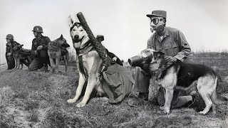 10 Fierce Dog Breeds Used in Wars [upl. by Ferneau975]