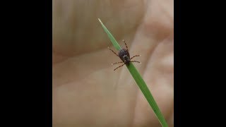 How Ticks Get On You amp Where They Lurk amp How To Prevent Ticks [upl. by Elbys]