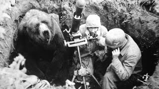 The HeartMelting Story Of Wojtek The Soldier Bear [upl. by Castle]