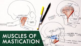 Muscles of Mastication  Anatomy Tutorial [upl. by Bara]