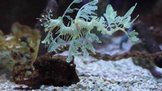 Leafy Sea Dragon  Weymouth SEA LIFE Park [upl. by Hilliard244]