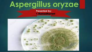 Aspergillus oryzae [upl. by Ydnic]