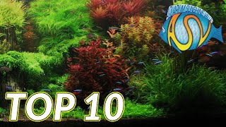 Aquariumplanten Deze TOP 10 aquariumplanten wil je gezien hebben  Aquarium Sunshine Valley [upl. by Hannaoj]