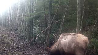 Western Washington Timber Elk [upl. by Isabel]