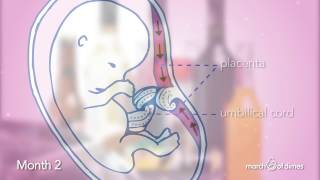 How Your Baby Grows Month 2 [upl. by Itsym685]