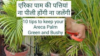 10 tips to keep your areca palm healthy bushy and greenएरिका पाम की पत्तियां ना पीली होंगी ना जलेगी [upl. by Kuhn749]